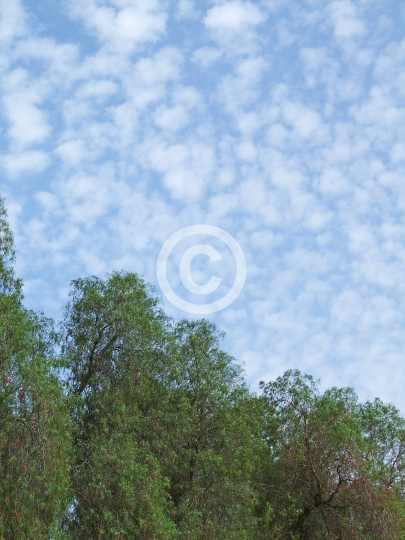 TREES