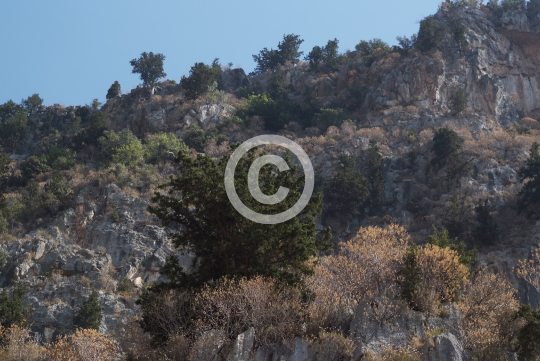 TREES