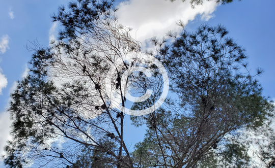 TREES