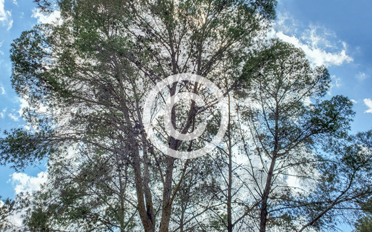 TREES