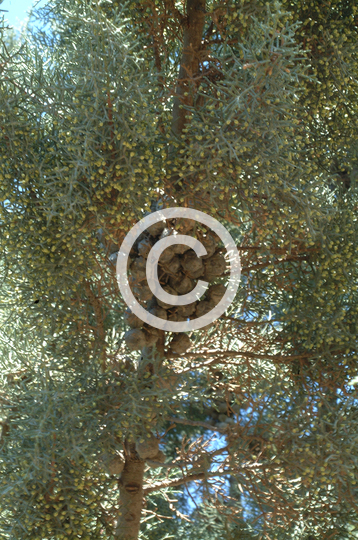 TREES