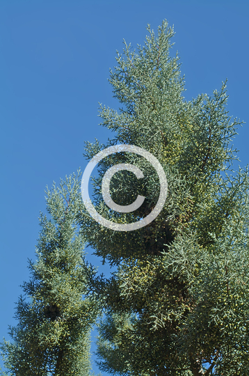 TREES
