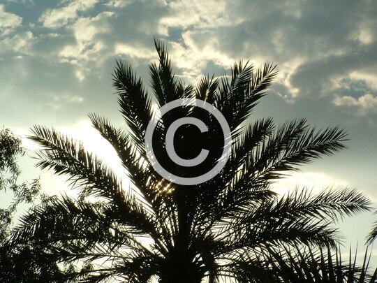TREES