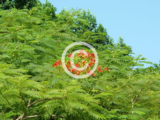 TREES
