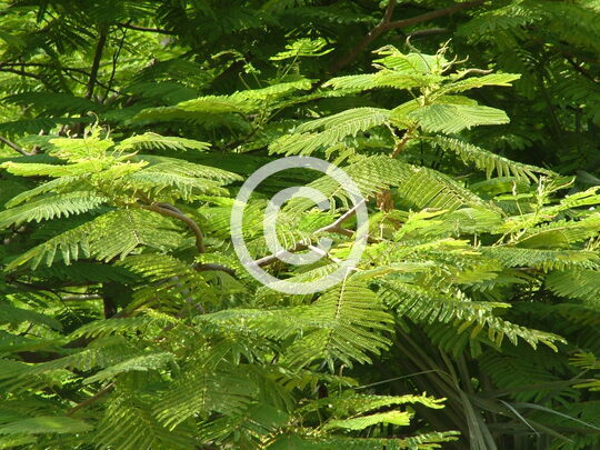 TREES
