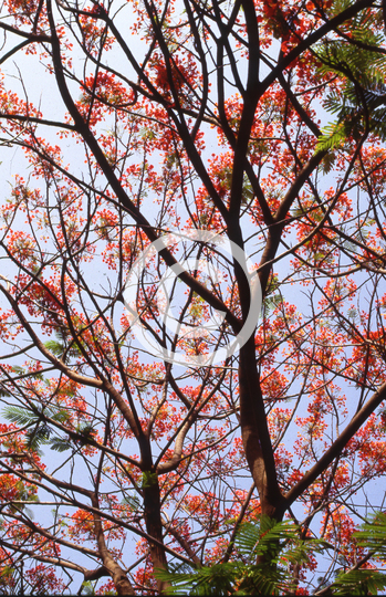 TREES