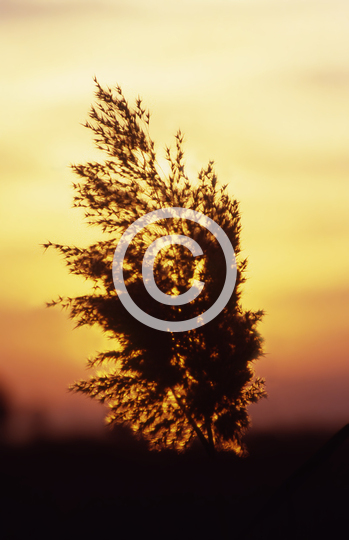 TREES