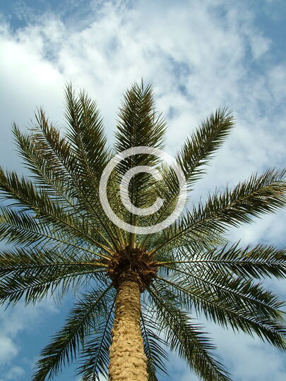 TREES