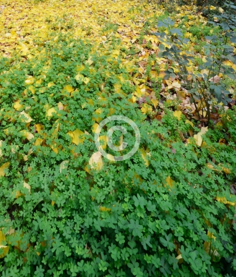 TREES AND FLOWERS