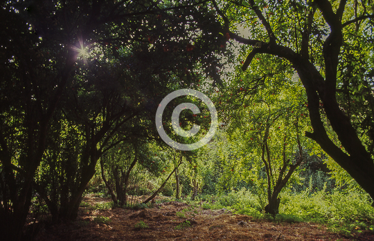 TREES AND FLOWERS