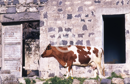 UMM QAIS