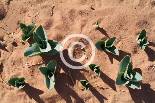 WADI RUM