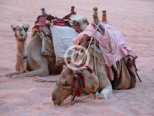 WADIRUM
