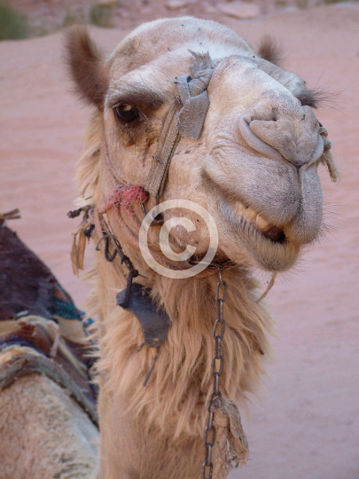 WADIRUM