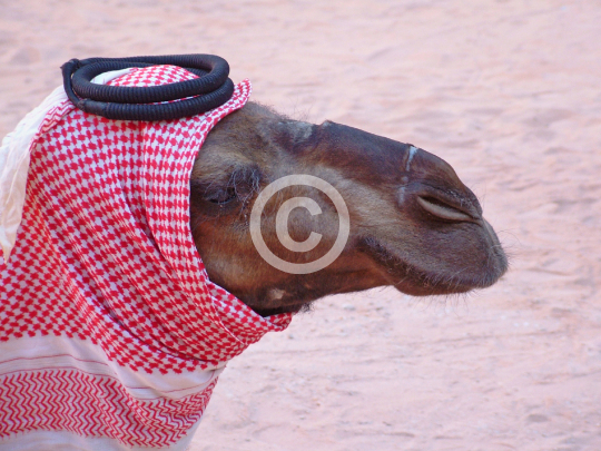 WADIRUM