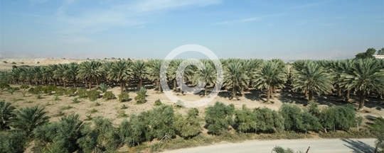 YAQOUT DATES