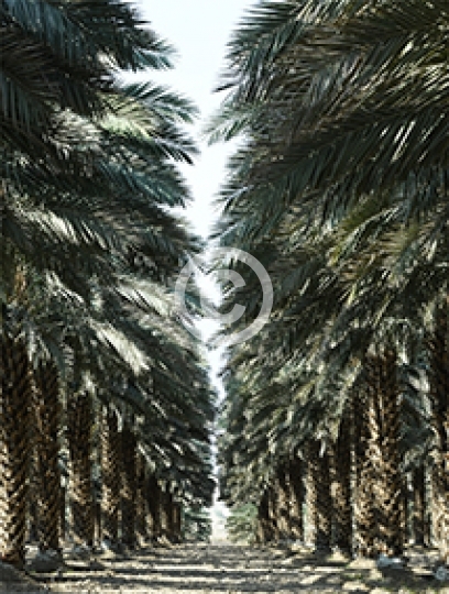 YAQOUT DATES