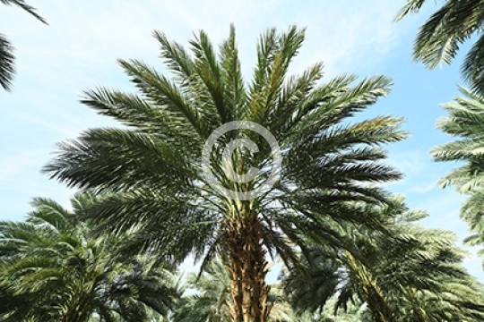 YAQOUT DATES