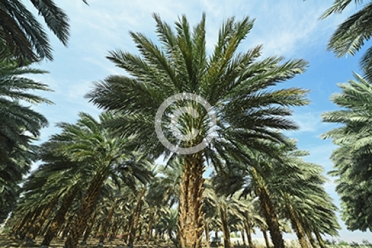 YAQOUT DATES