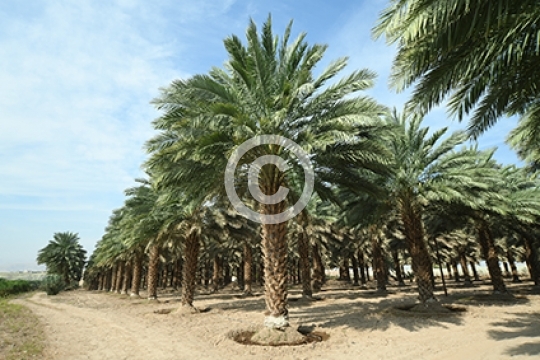 YAQOUT DATES