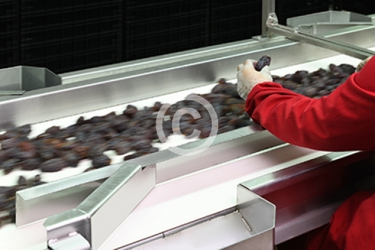 YAQOUT DATES